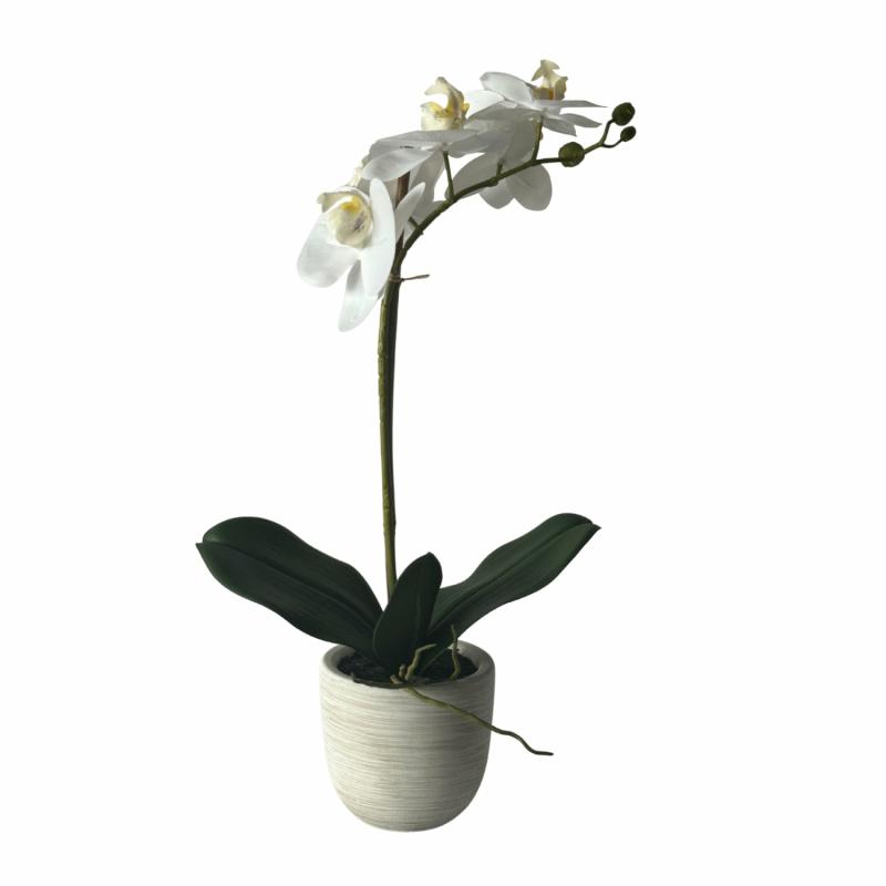 Phalaenopsis Real Touch In Clay Ivory Pot 50Cm White Artificial Flowers & Plants