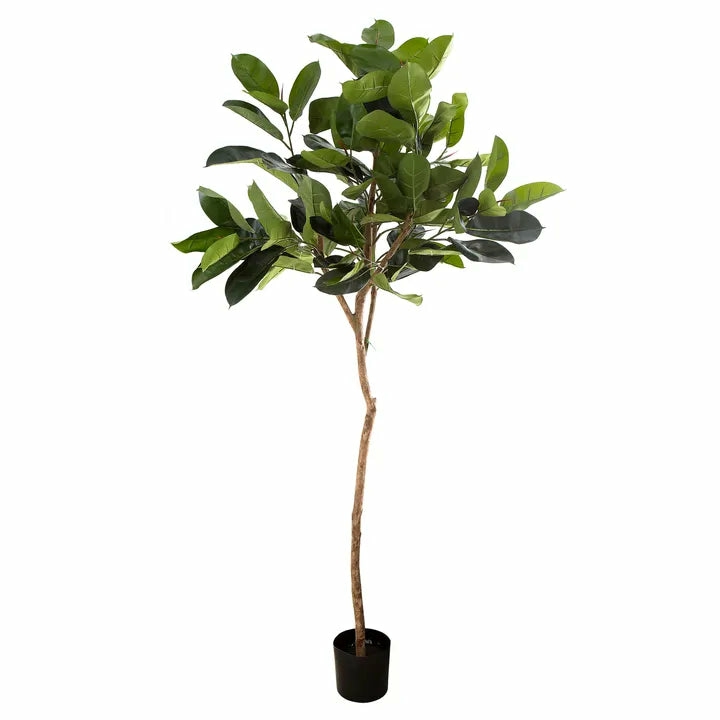 Rubber Plant Tree 1.83M Artificial Flowers & Plants